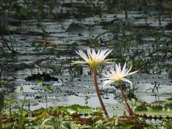 Close-up of flowers against calm lake