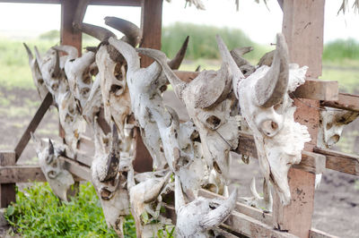 Close-up of animal skull on field