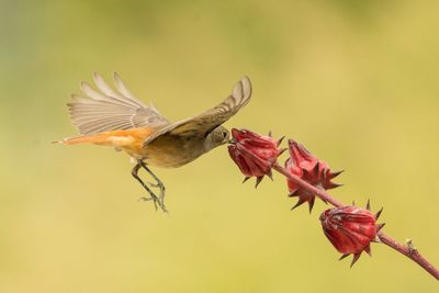 Close-up of bird flying