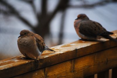 Close-up of bird perching on wood