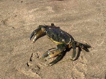 High angle view of crab on beach