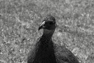 Close-up of a bird looking away