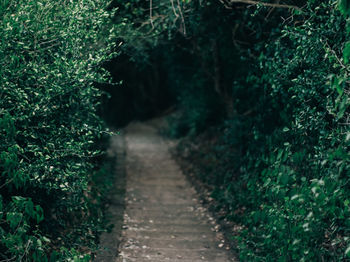 Narrow pathway along trees in forest