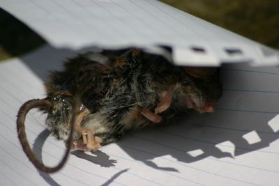 Close-up of dead mouse in paper