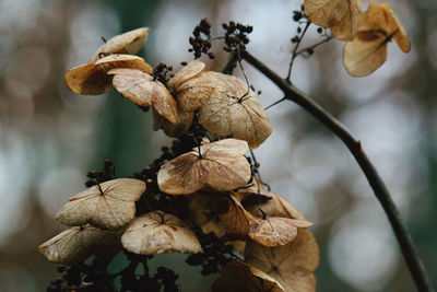 Close-up of wilted flower