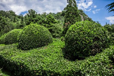 Plants growing in garden