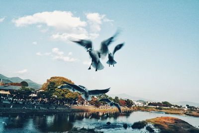 Bird flying over sea against sky