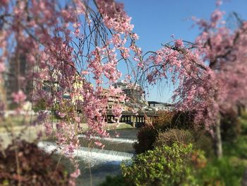 Pink flowers blooming on tree