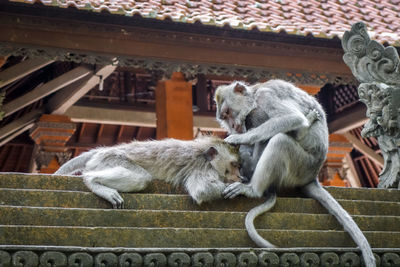 View of two cats sleeping