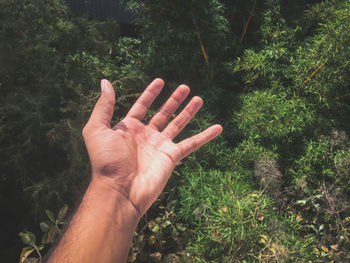 Cropped image of person hand against plants