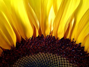 Close-up of sunflower