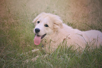 Dog holding stick on grassy field