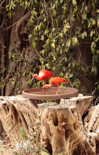 Close-up of bird perching on tree