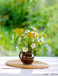 Close-up of potted plant on table