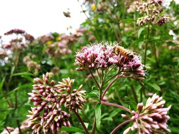 Close-up of bee pollinating on pink flower