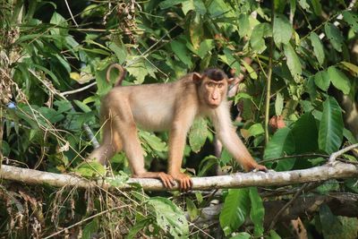 Monkey sitting on tree