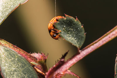 Close-up of bee on leaf
