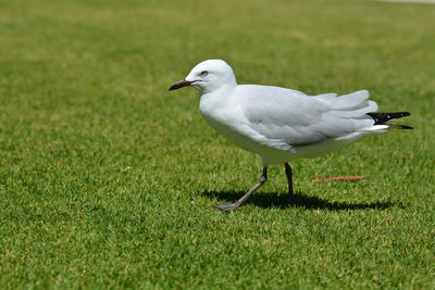 Seagull perching on a field