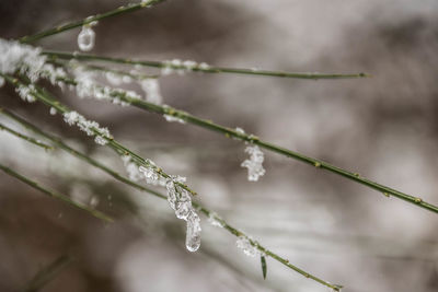 Close-up of frozen water drops on twig