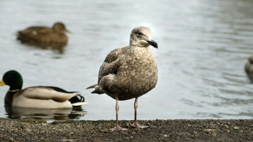 Close-up of swan swimming on lake