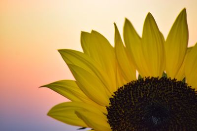 Close-up of sunflower against sky