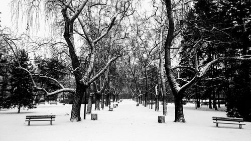 Bare trees on snow covered landscape