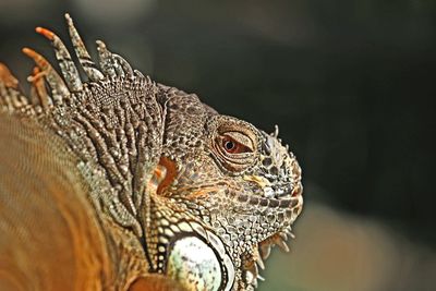 Close-up of bearded dragon