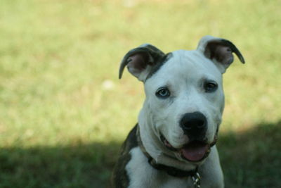 Portrait of a dog