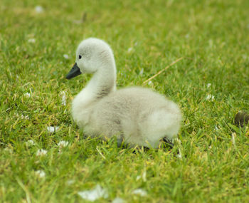 View of a duck on grass