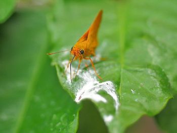Close-up of butterfly on leaf