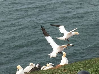 Seagulls on sea