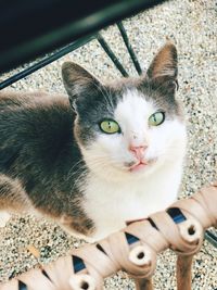 High angle view portrait of cat