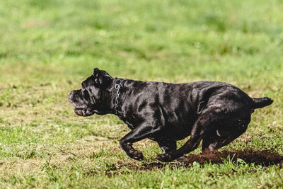 Dog running in autumn and chasing coursing lure on green field