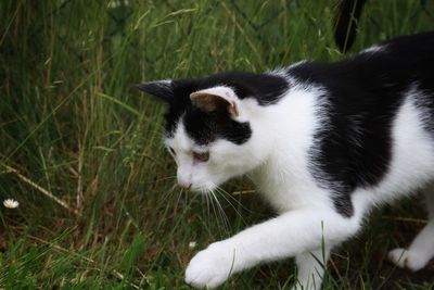 Cat looking away in a field