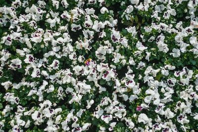 Full frame shot of flowers on tree