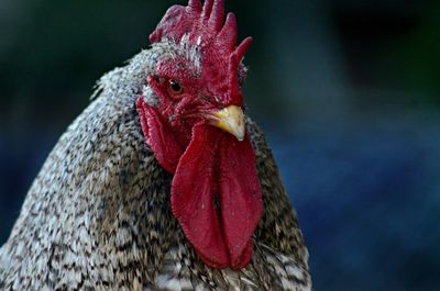 Close-up of red bird against blurred background