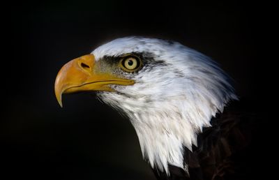 Close-up of eagle against black background