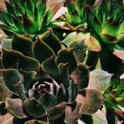 Close-up of prickly pear cactus