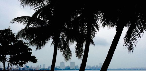 Low angle view of silhouette palm trees against sky