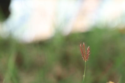 Close-up of flowering plants on land