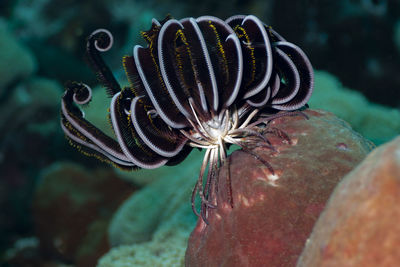 Close-up of fish underwater