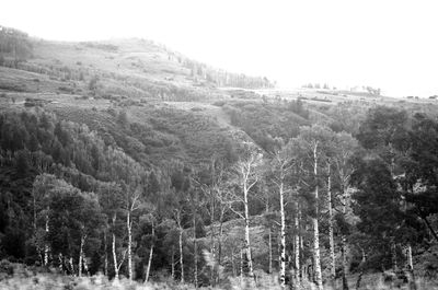 Trees in forest against clear sky