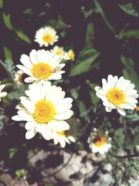 Close-up of yellow flowers blooming outdoors