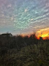 Silhouette plants on field against sky at sunset