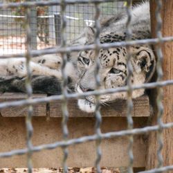 Close-up of cat in cage at zoo