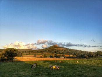 Grazing beneath rosebery