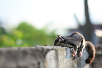 Close-up of a cat