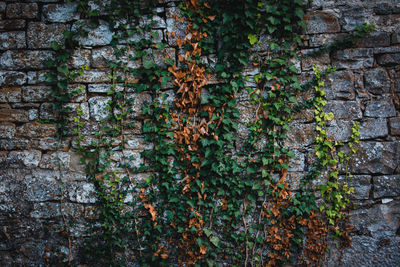 Ivy growing on wall