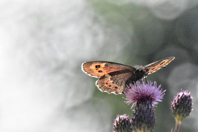 Close-up of butterfly on flower