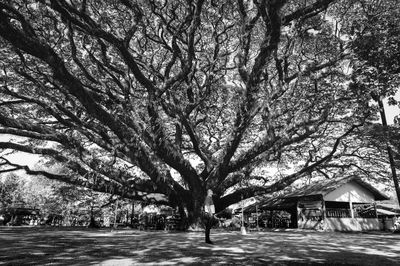 Bare tree by street and buildings in city